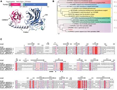 Identification and characterization of a critical loop for the high activity of alginate lyase VaAly2 from the PL7_5 subfamily